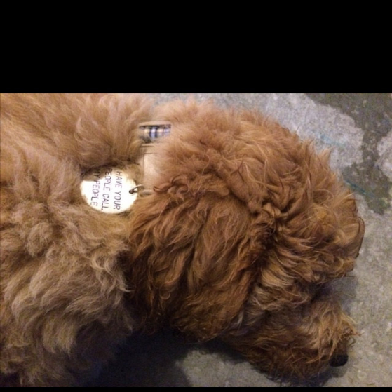 critter bling dog tag