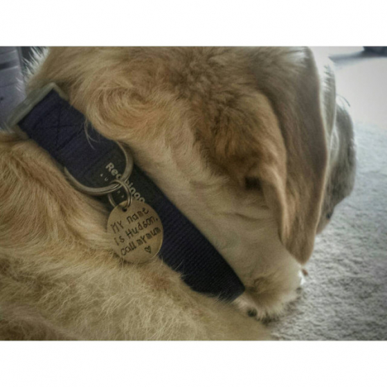 critter bling dog tag